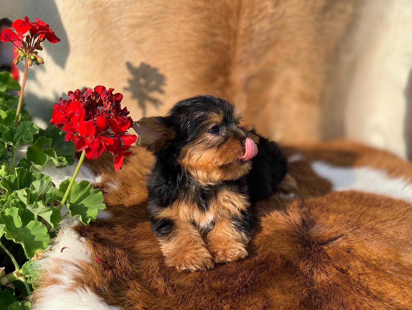Teddy Bear Yorkie Puppy for Sale - Bella - Image 3