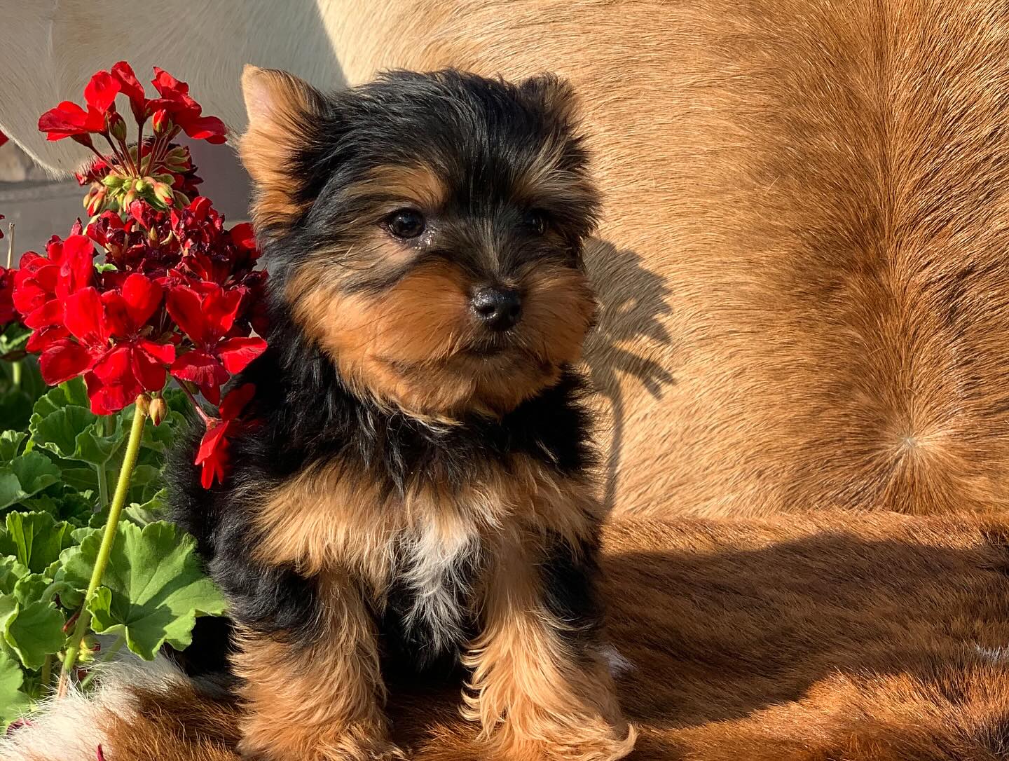 Teddy Bear Yorkie Puppy for Sale - Bella - Image 2