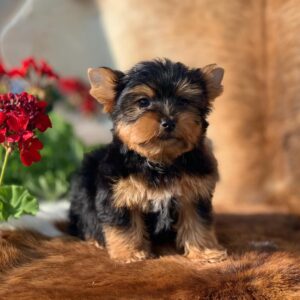 Teddy Bear Yorkie Puppy for Sale