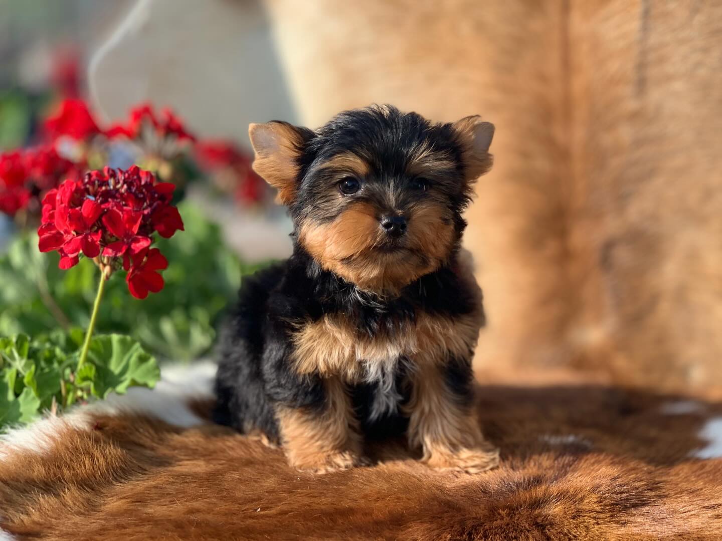 Teddy Bear Yorkie Puppy for Sale