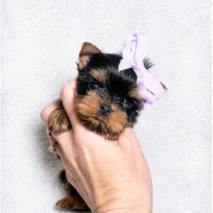 Female Toy Yorkie Puppy for Sale