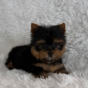 Miniature Yorkie Puppy for Sale