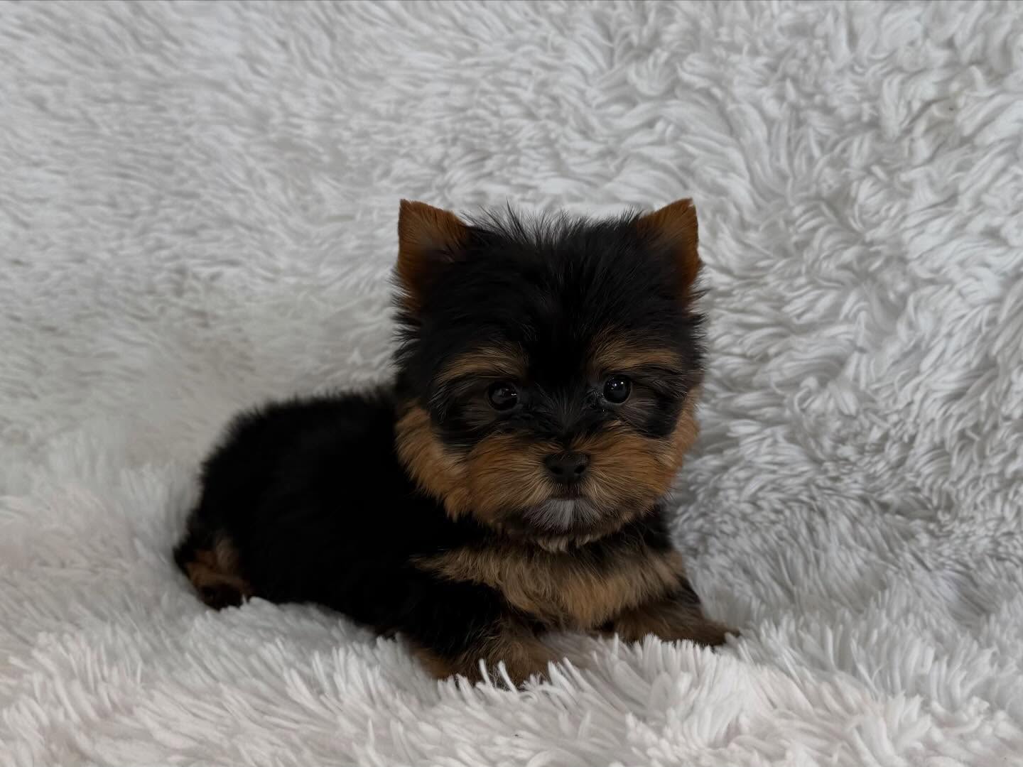 Miniature Yorkie Puppy for Sale