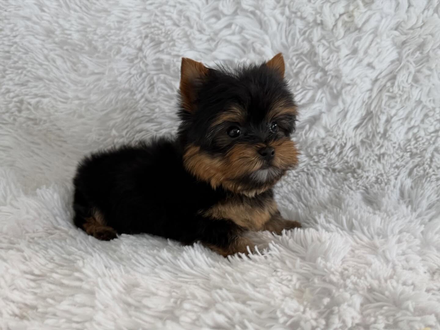 Miniature Yorkie Puppy for Sale – Moon - Image 3