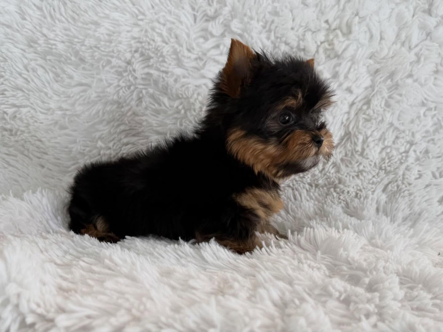 Miniature Yorkie Puppy for Sale – Moon - Image 4