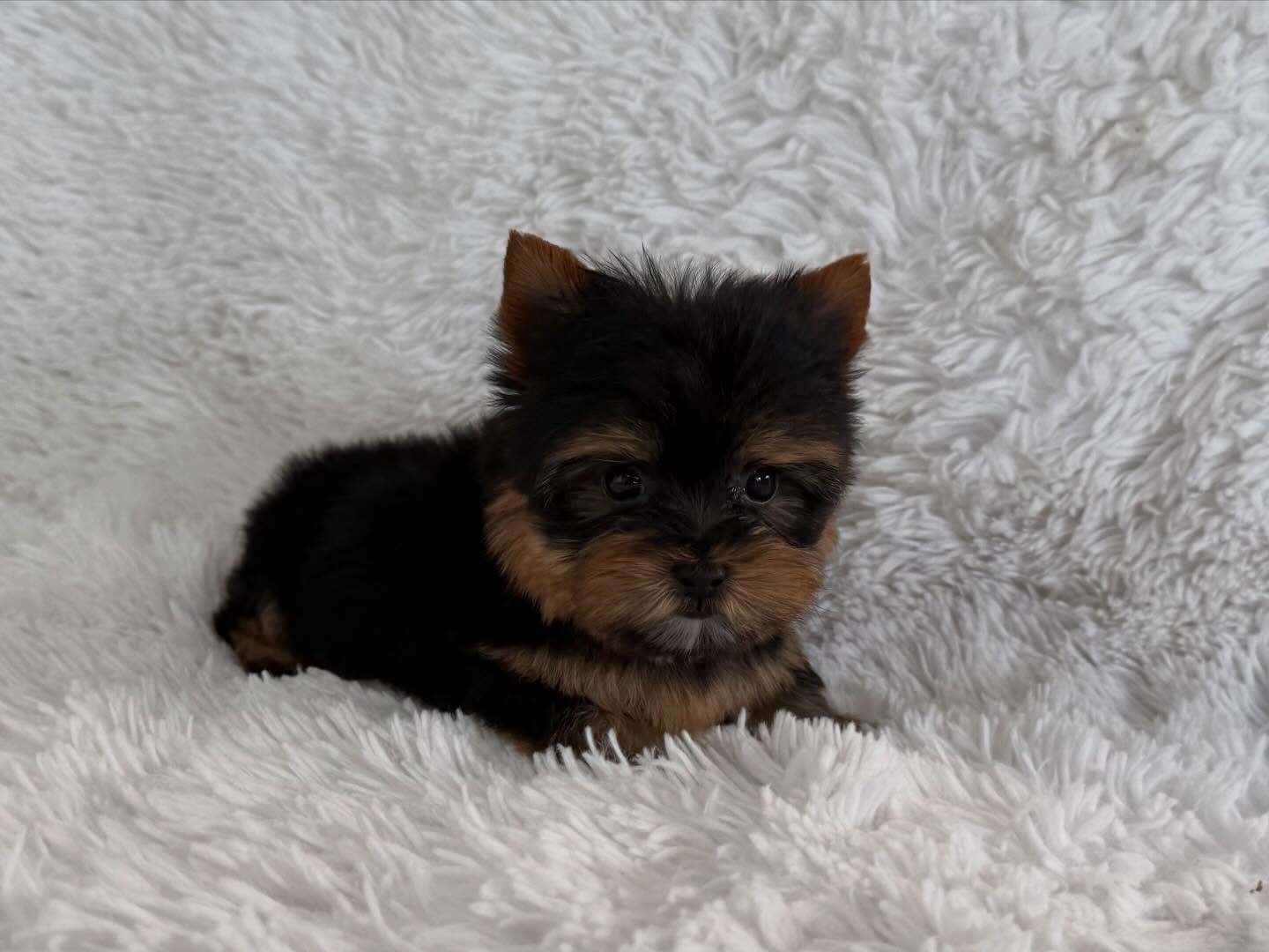 Miniature Yorkie Puppy for Sale – Moon - Image 2