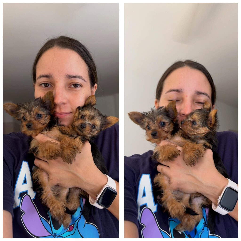 Yorkie Puppies for Sale in Nashville