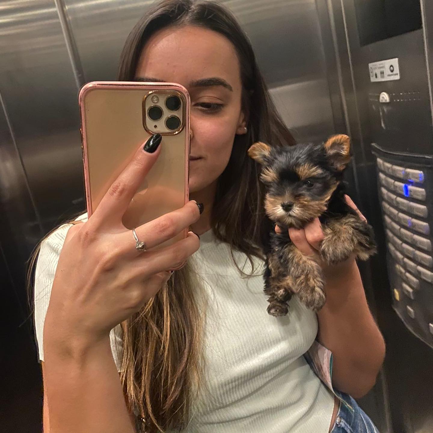 Trusted Yorkie breeder