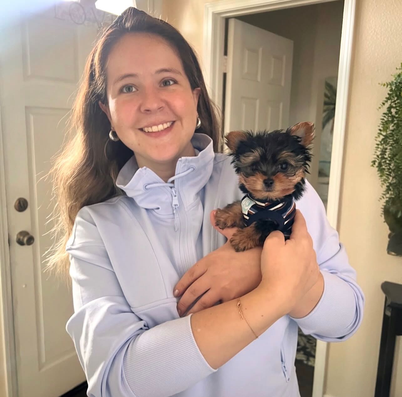 Trusted Yorkie breeder