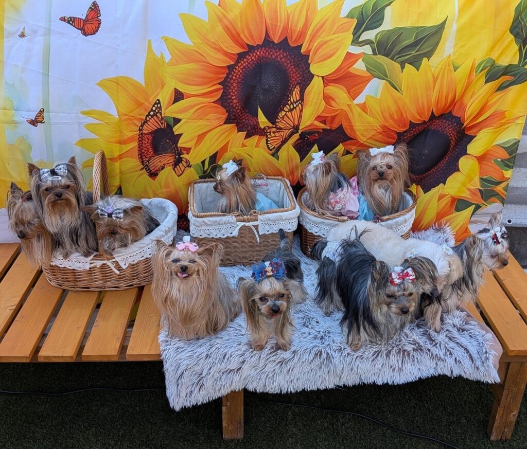 Yorkie Puppy Adoption Process