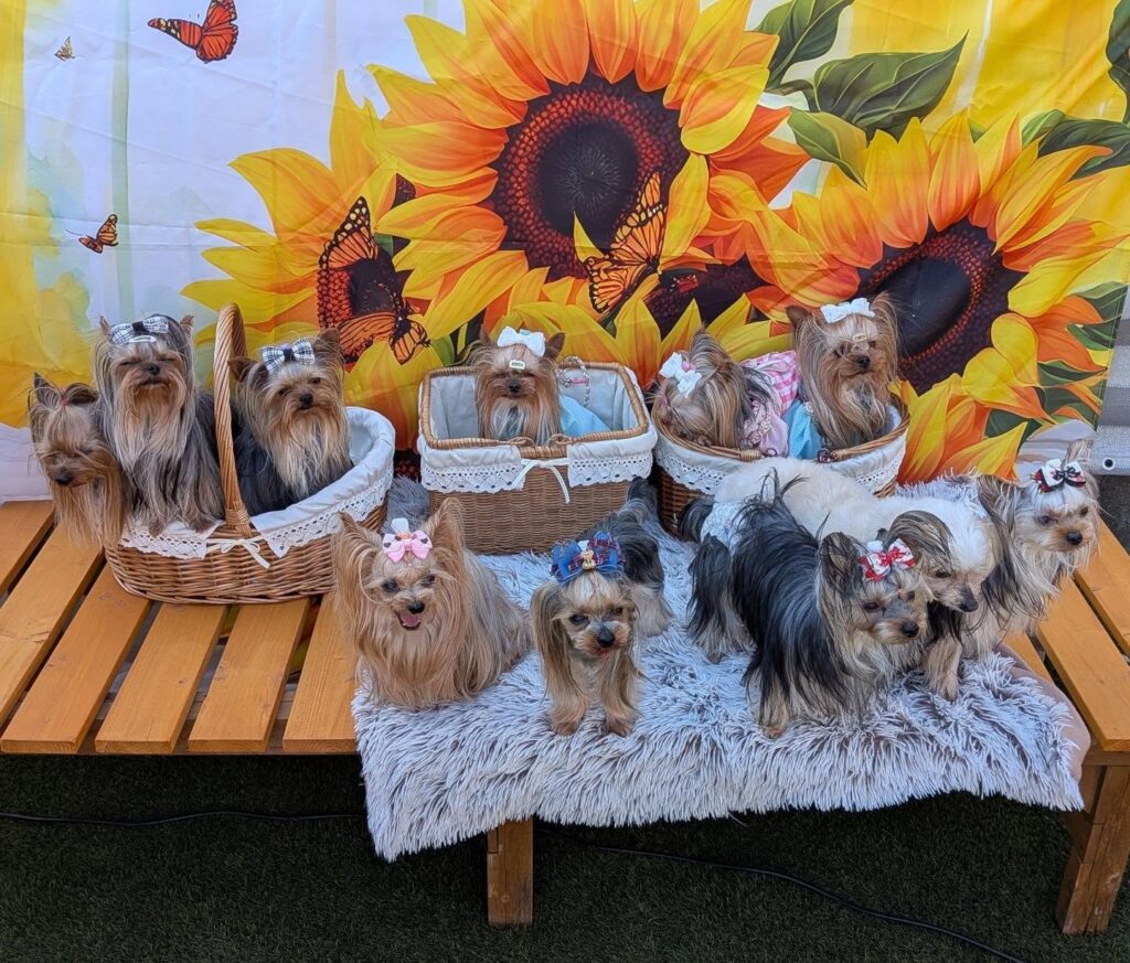 Buy a Yorkie puppy