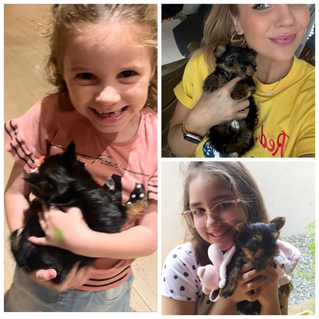 yorkie puppies for sale in virginia