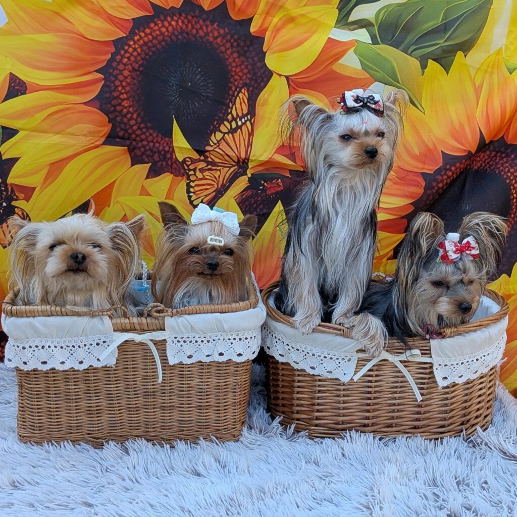 Yorkie Puppy Adoption Process