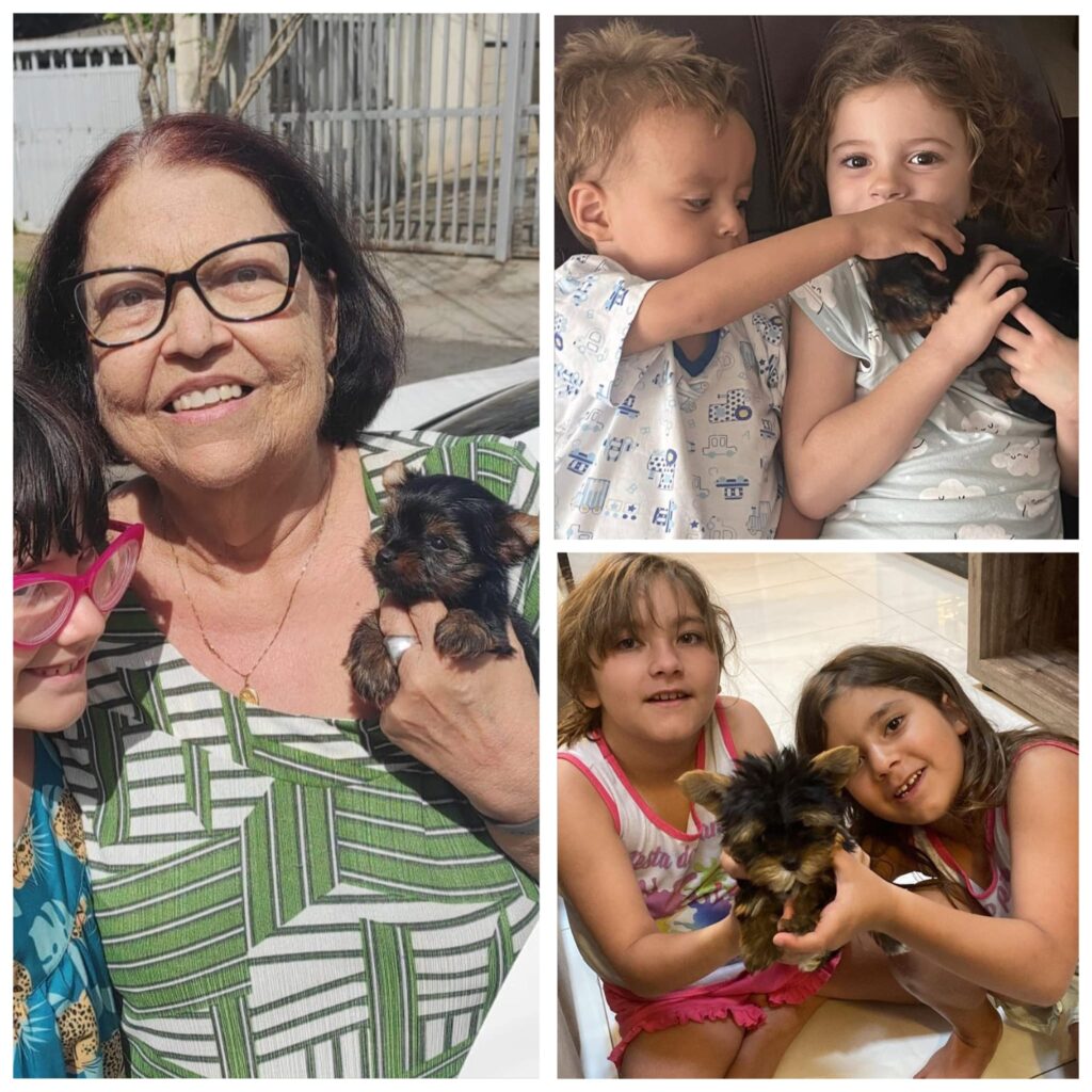 Yorkshire Terrier Puppies for Sale