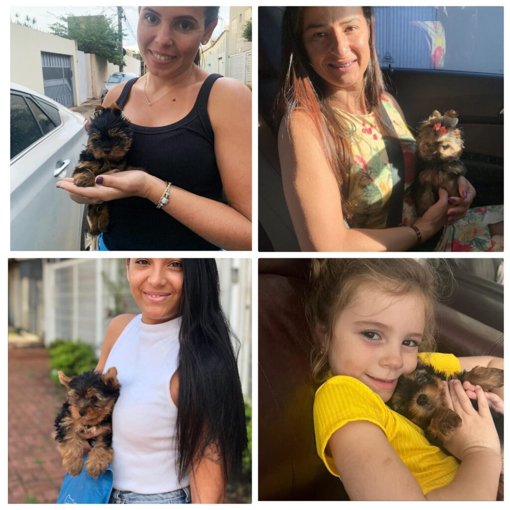 Where to Buy a Yorkie Puppy Online Safely
